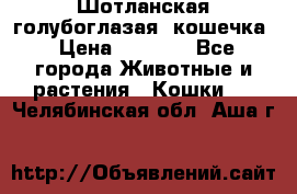 Шотланская голубоглазая  кошечка › Цена ­ 5 000 - Все города Животные и растения » Кошки   . Челябинская обл.,Аша г.